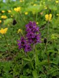 Dactylorhiza euxina. Верхушки побегов с соцветиями. Краснодарский край, городской округ Сочи, Адлерский р-н, с. Эстосадок, горнолыжный курорт \"Роза Хутор\", пеший маршрут \"Панорама\", южный склон хр. Аибга, 2200 м н.у.м., субальпийский луг. 07.07.2023.