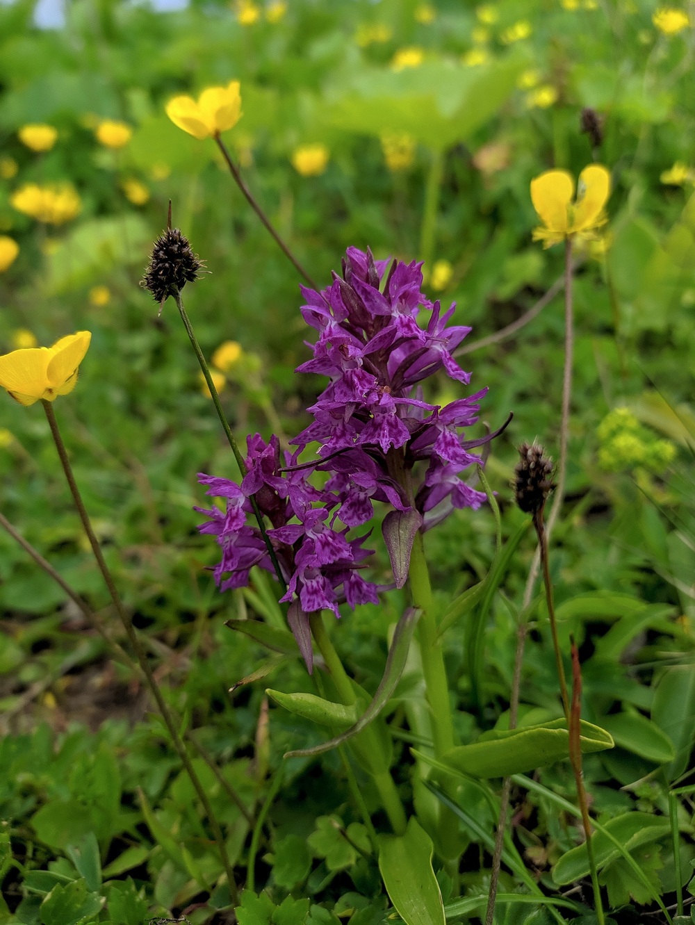 Image of Dactylorhiza euxina specimen.