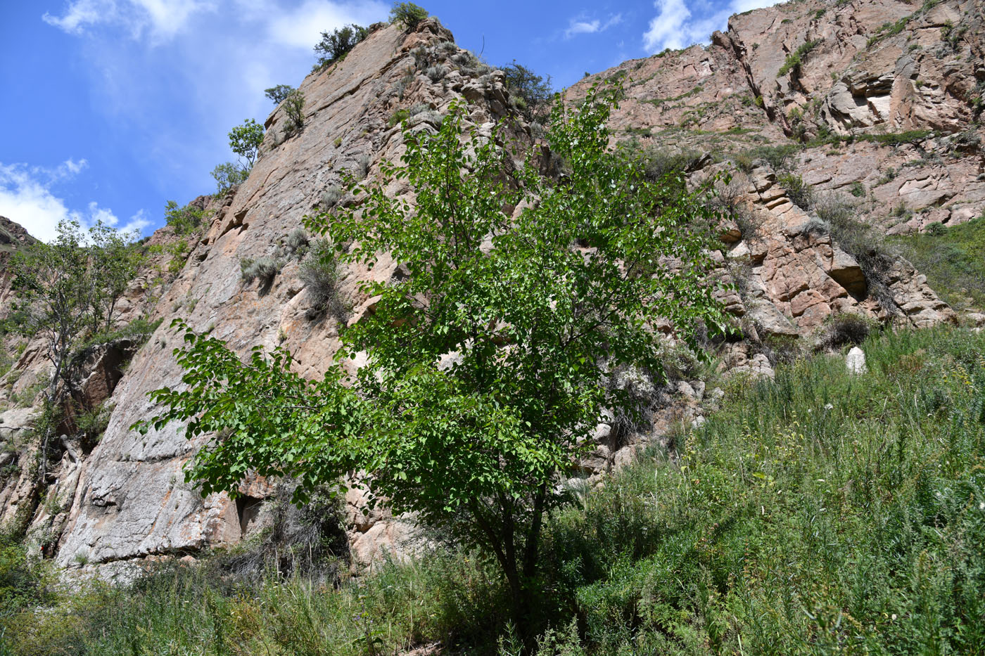 Image of Armeniaca vulgaris specimen.