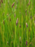 Eleocharis palustris. Верхушки плодоносящих побегов. Магаданская обл., г. Магадан, окр. мкр-на Солнечный, небольшое озерко, у берега на мелководье. 15.07.2023.