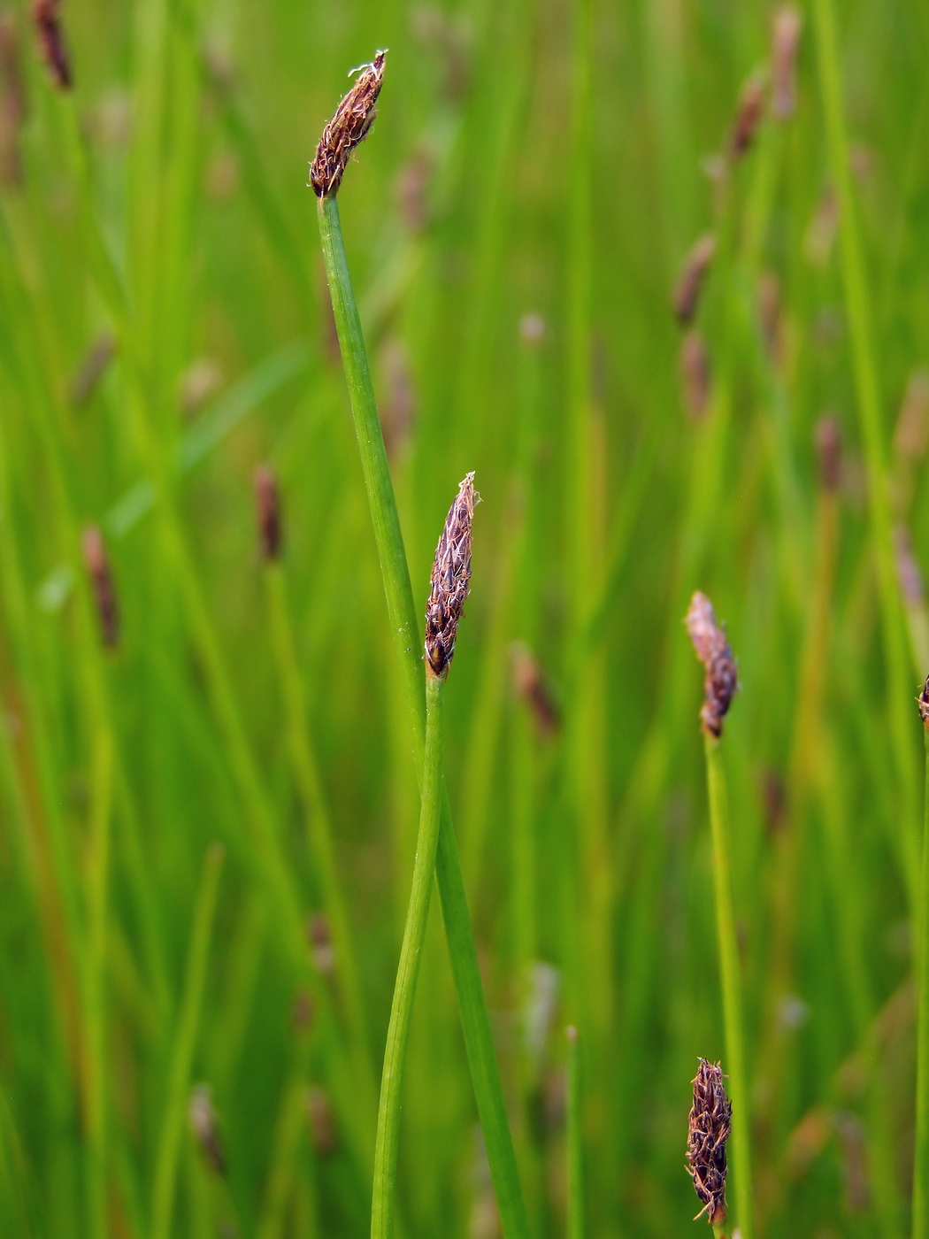 Изображение особи Eleocharis palustris.