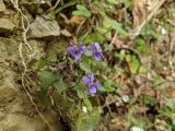 Viola dehnhardtii. Цветущее растение свисающееся на корне. Краснодарский край, городской округ Сочи, Хостинский р-н, у дороги к Ореховскому водопаду, обрывистый склон. 14.02.2024.