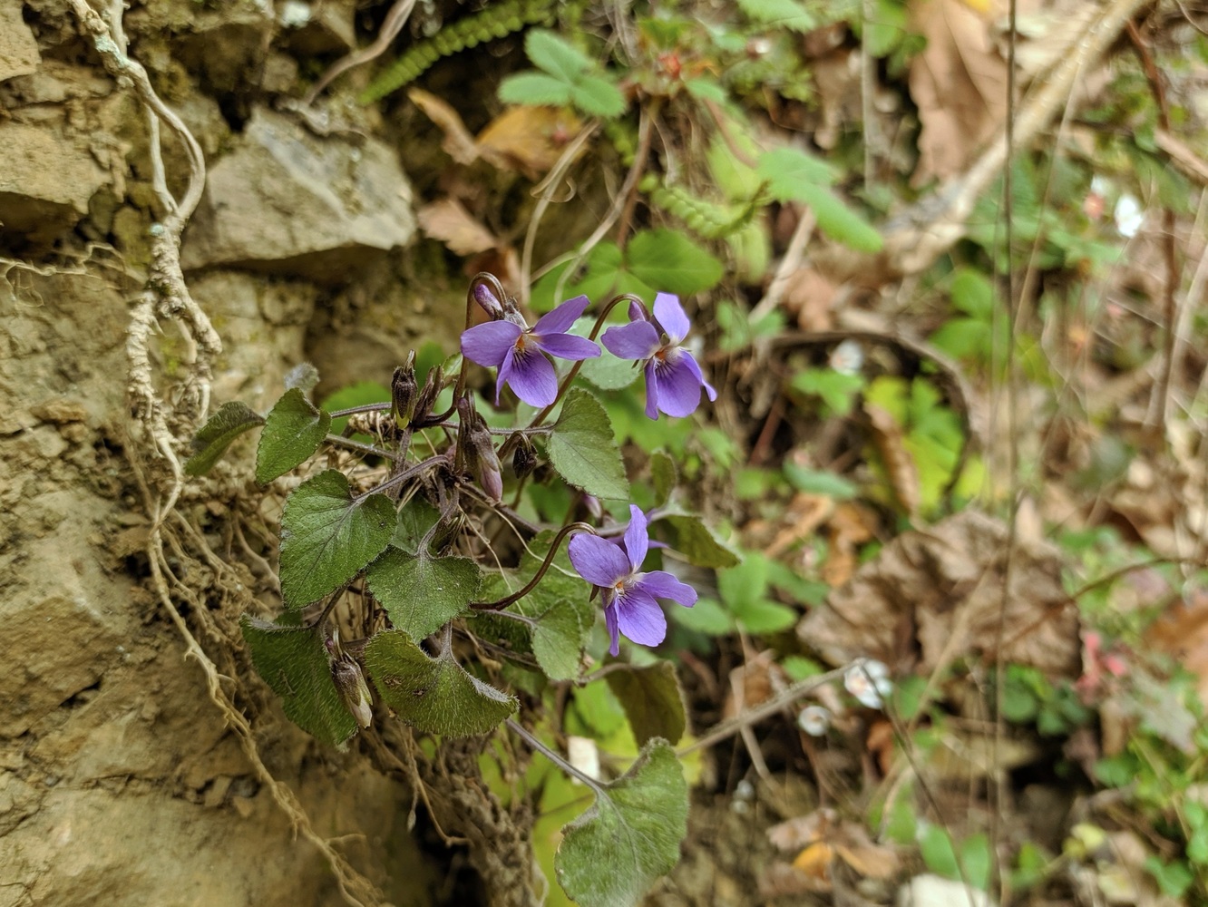 Изображение особи Viola dehnhardtii.