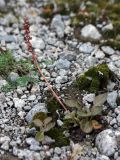 Pyrola minor