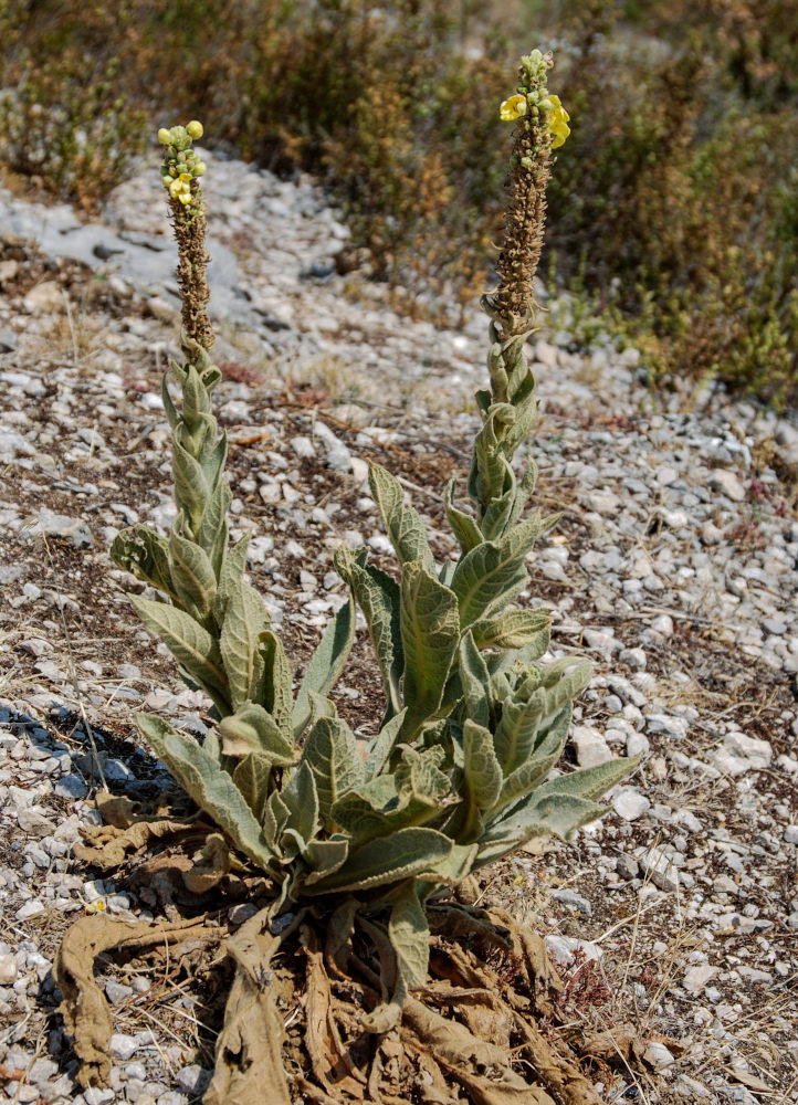 Image of Verbascum thapsus specimen.