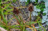 Carex macrocephala