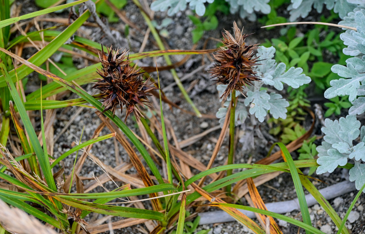 Image of Carex macrocephala specimen.