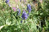 genus Aconitum. Верхушка цветущего растения. Кабардино-Балкария, Эльбрусский р-н, окр. водопада Медвежий, нижняя часть травянистого склона. 28 августа 2023 г.