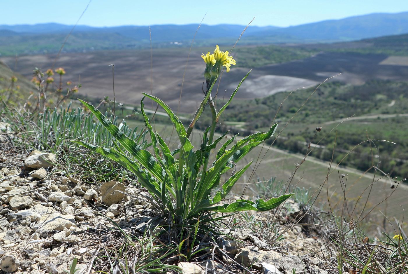 Изображение особи Scorzonera crispa.