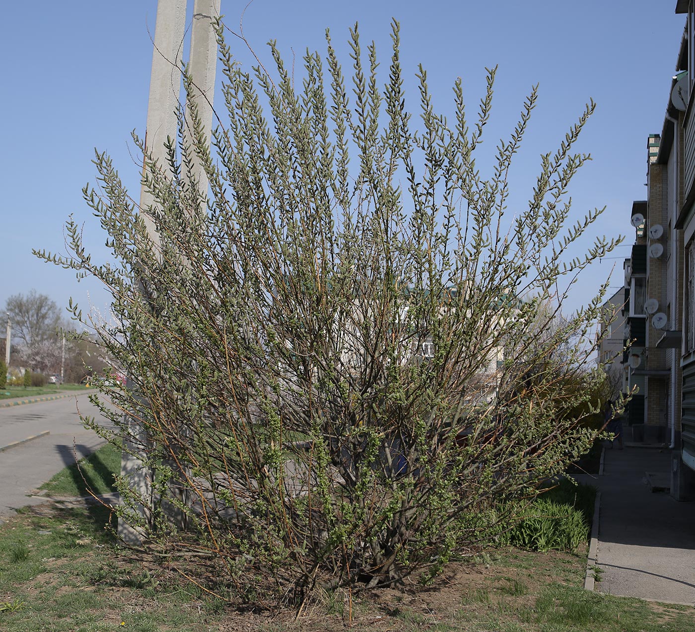 Image of Salix caprea specimen.