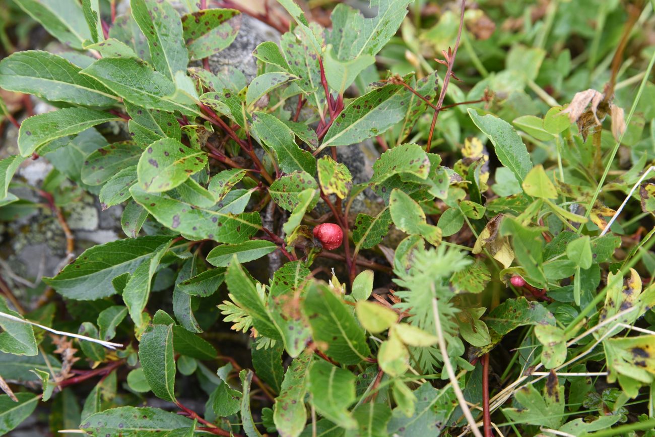 Image of Salix caucasica specimen.