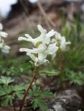 Corydalis malkensis