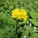 Tephroseris cladobotrys. Верхушка растения с соцветием. Краснодарский край, Апшеронский р-н, гора Черногор, луговая поляна в буковом лесу. 08.05.2024.