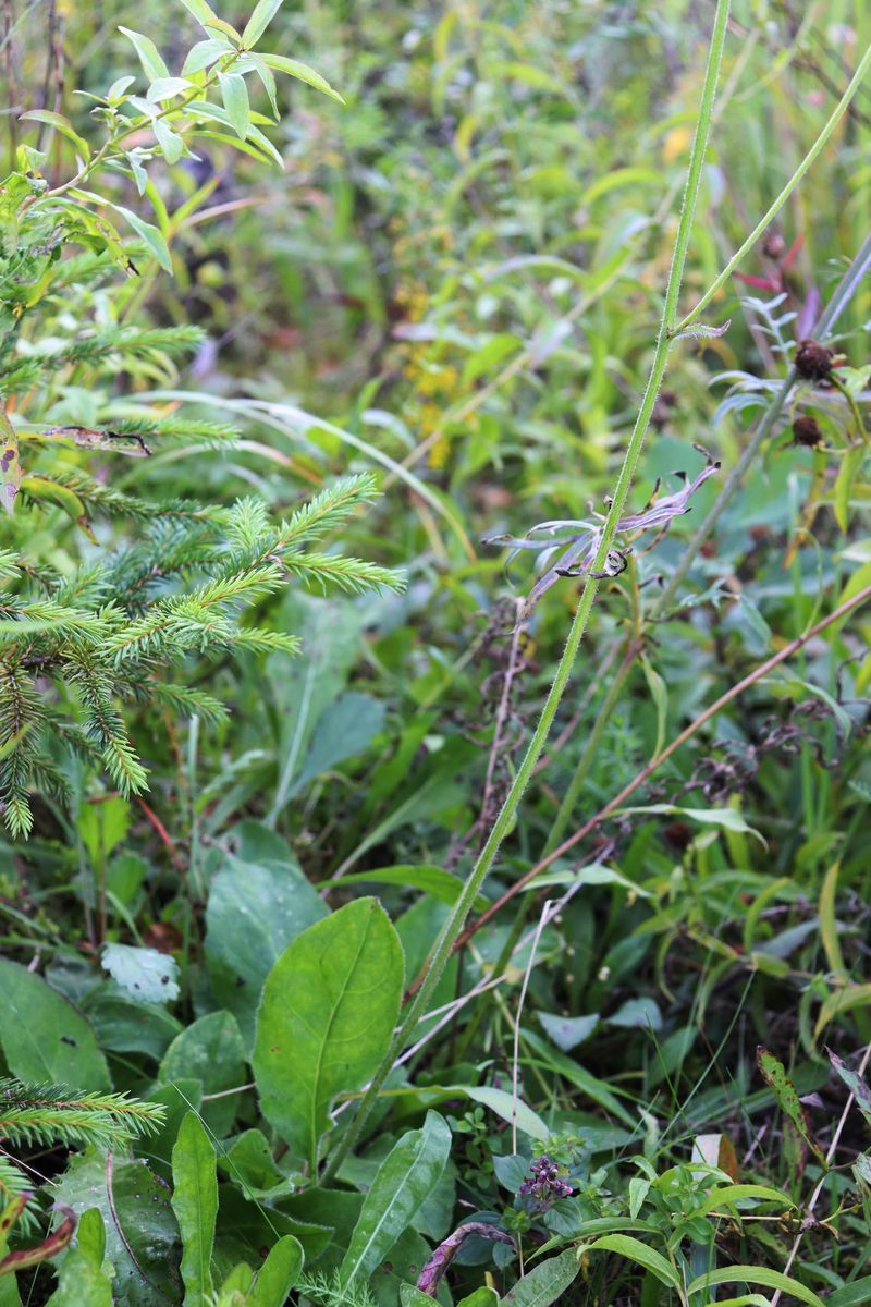 Image of Crepis praemorsa specimen.