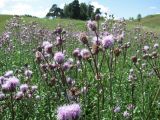 Cirsium setosum