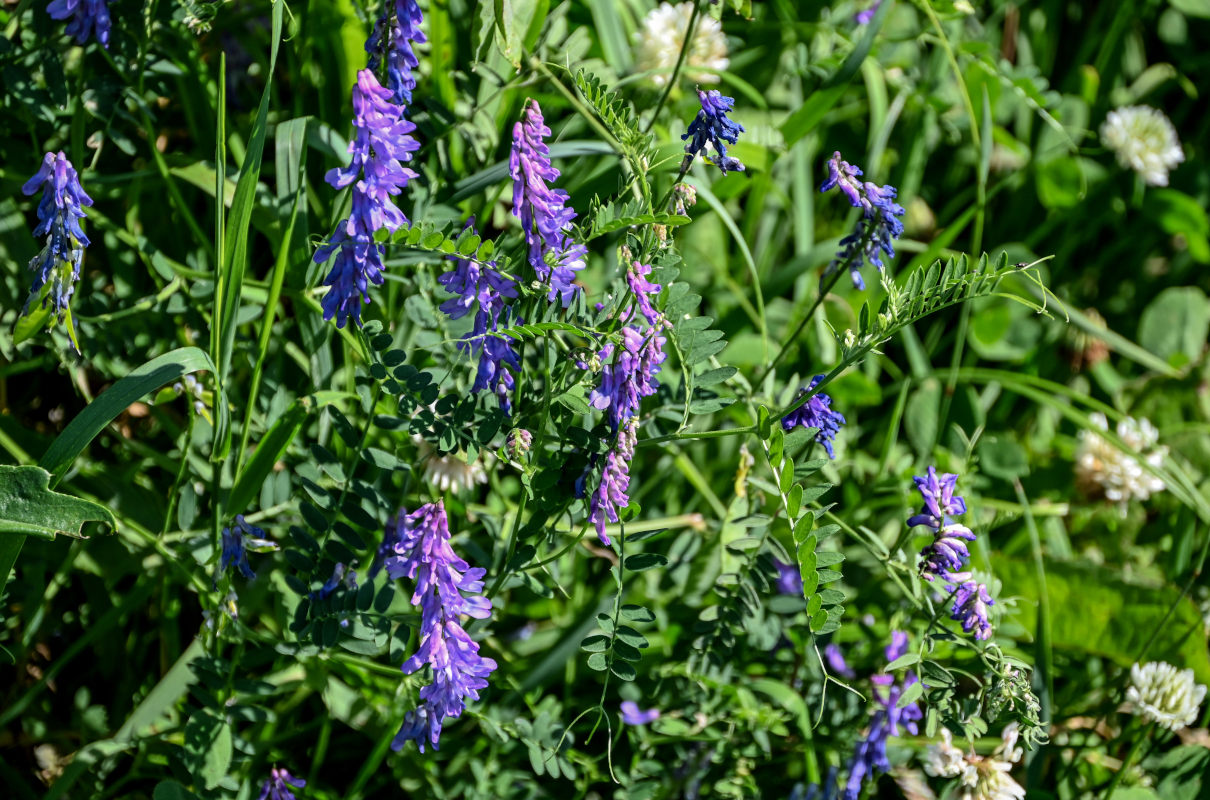Image of Vicia cracca specimen.