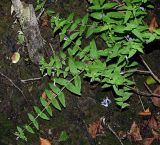Scutellaria galericulata