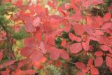 Cotinus coggygria