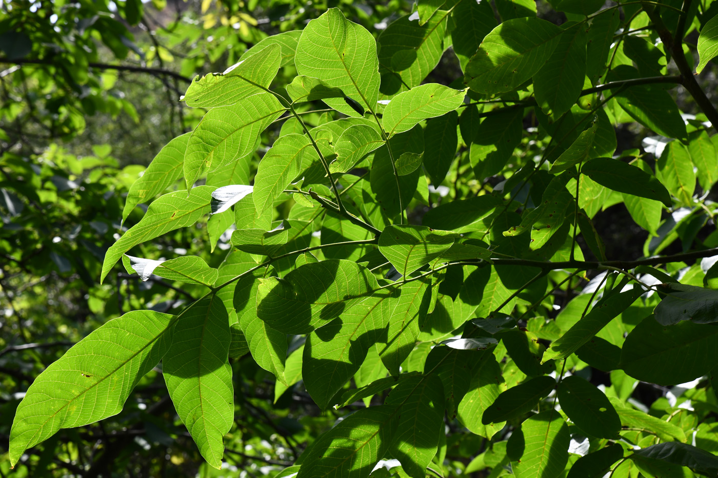 Image of Juglans regia specimen.