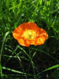 Papaver