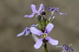Strigosella turkestanica