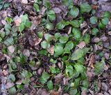 Pyrola minor
