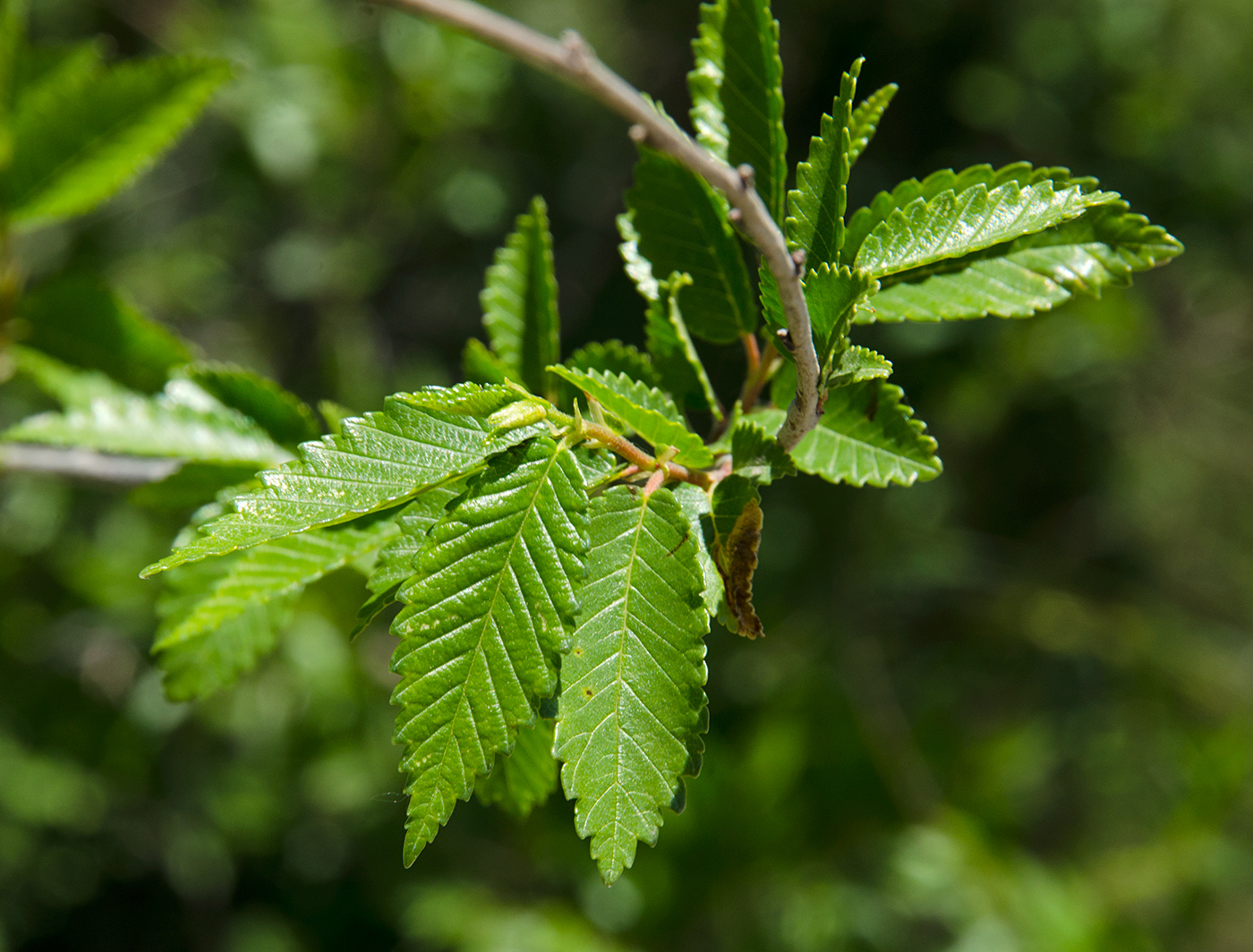 Изображение особи Ulmus pumila.