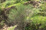 genus Arthrophytum
