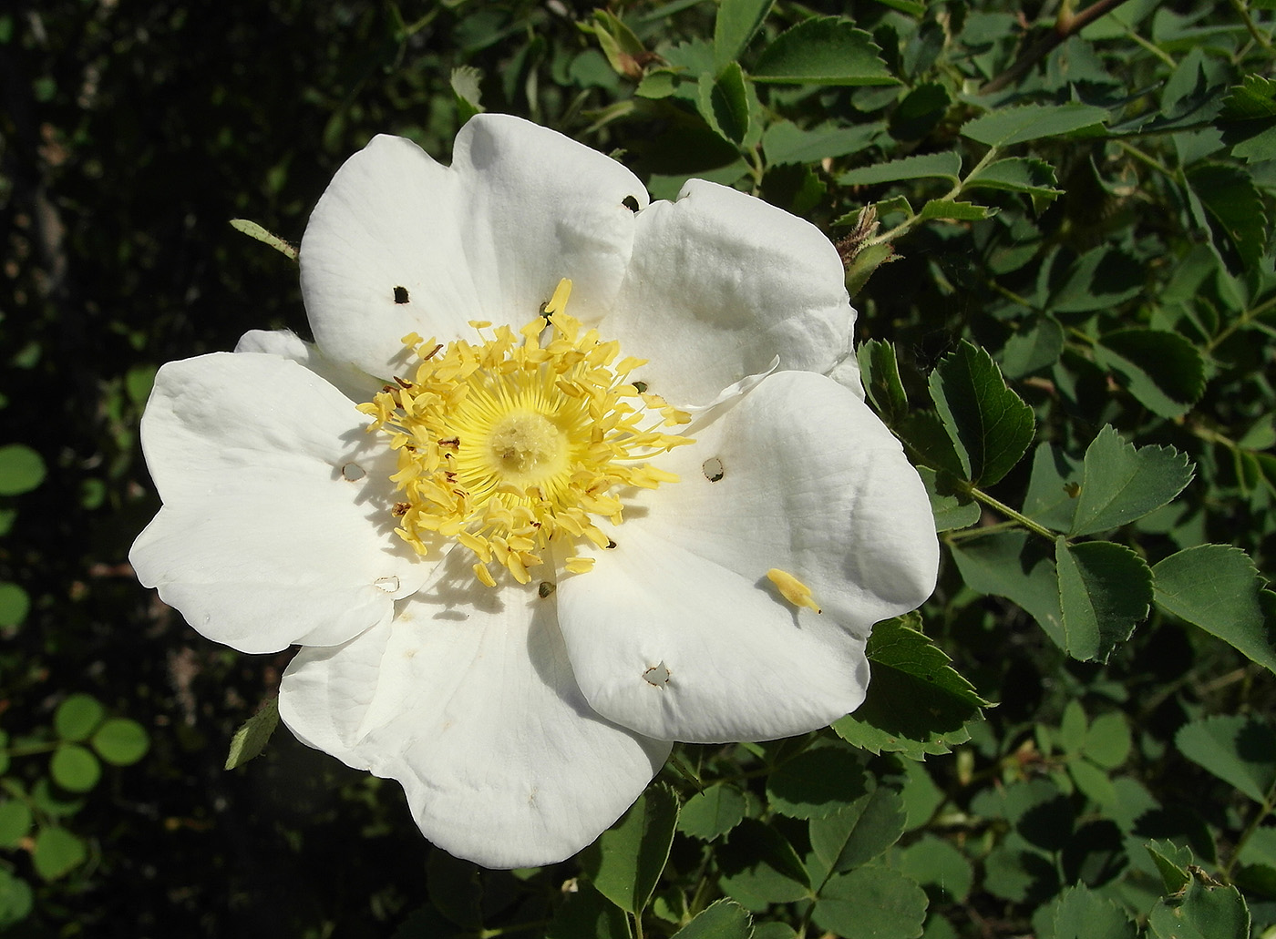 Image of Rosa fedtschenkoana specimen.