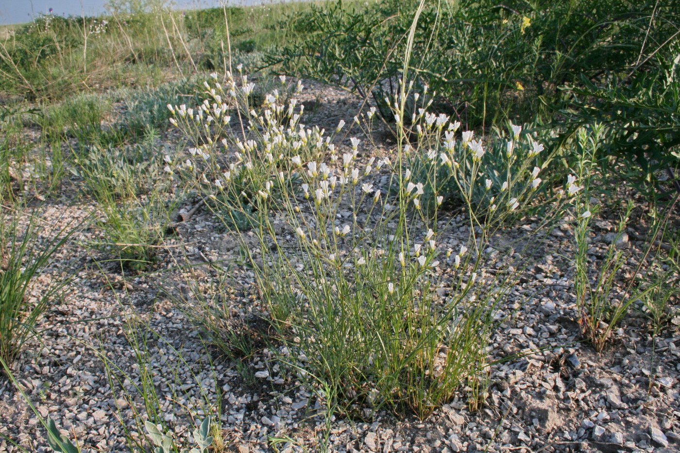Image of Eremogone koriniana specimen.
