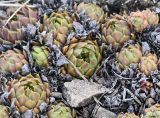 genus Sempervivum