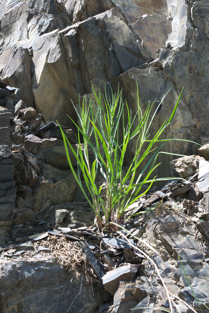 Image of Unknown species specimen.