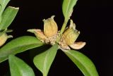 Buxus sempervirens. Часть побега с раскрывшимися плодами. Узбекистан, г. Ташкент, пос. Улугбек, в озеленении, в культуре. 25.06.2025.