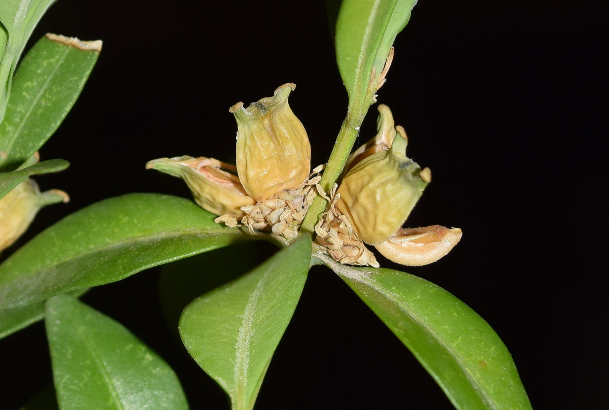 Изображение особи Buxus sempervirens.