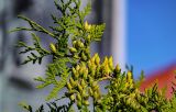 Thuja occidentalis. Часть ветви с незрелыми шишками. Калининградская обл., Гвардейский р-н, г. Гвардейск, в культуре. 02.07.2025.