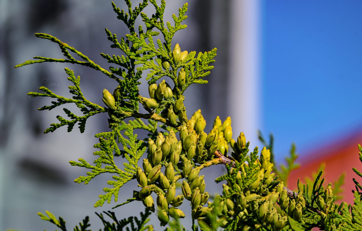 Image of Thuja occidentalis specimen.