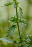 род Scrophularia