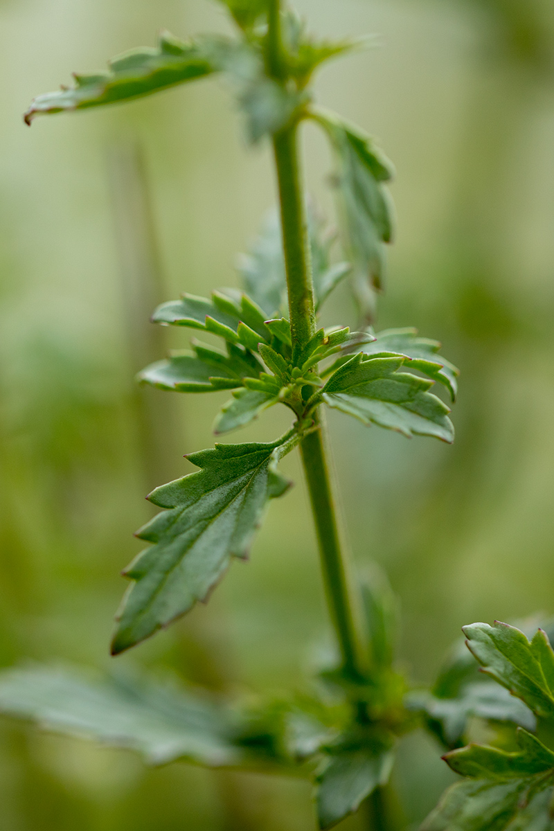 Image of Scrophularia rupestris specimen.