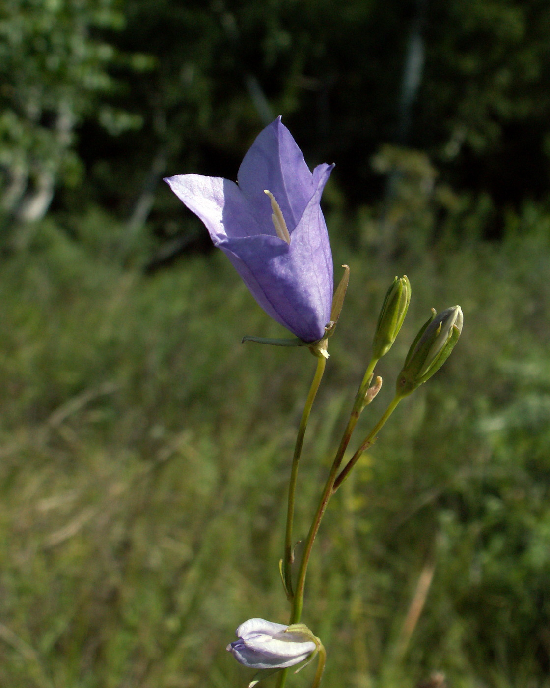 Image of genus Campanula specimen.