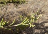 Salsola arbusculiformis. Веточка. Казахстан, Кызылординская обл., хр. Каратау, р. Коспа. 18 июля 2010 г.