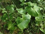 Parasenecio hastatus ssp. orientalis