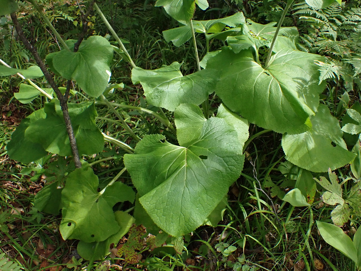 Изображение особи Parasenecio hastatus ssp. orientalis.