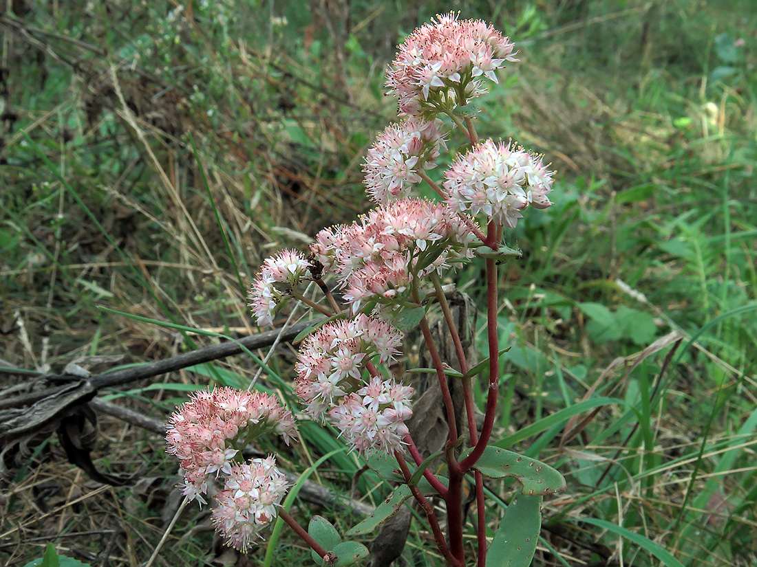 Изображение особи Hylotelephium triphyllum.