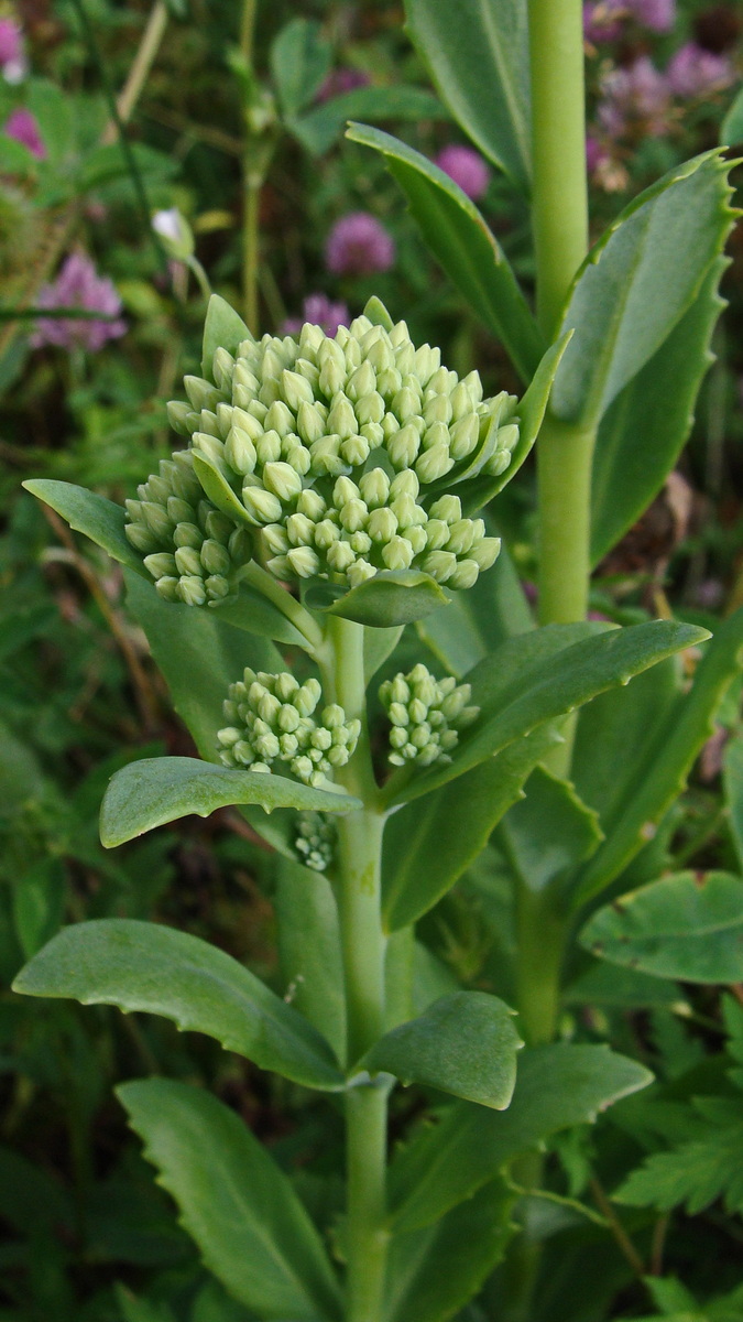 Image of Hylotelephium pallescens specimen.