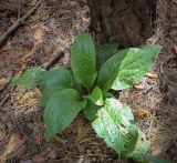Cynoglossum officinale. Вегетирующее растение с погрызенными листьями. Татарстан, Агрызский р-н, окр. с. Красный Бор, старые посадки соснового леса. 11.08.2025.