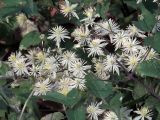 Clematis vitalba. Часть побега с соцветиями и формирующимися соплодиями. Ульяновск, Заволжский р-н, уличные насаждения у забора частного дома. 03.10.2025.