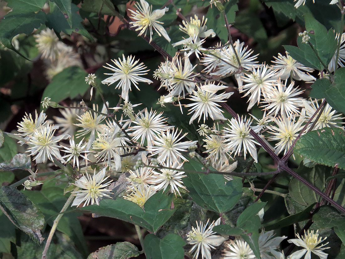 Image of Clematis vitalba specimen.