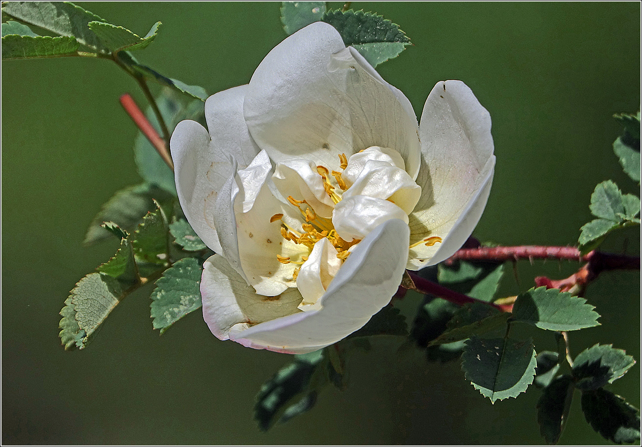 Изображение особи Rosa spinosissima.