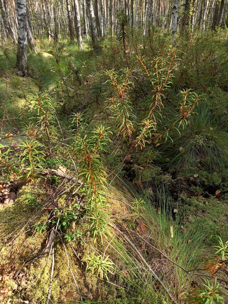 Изображение особи Ledum palustre.