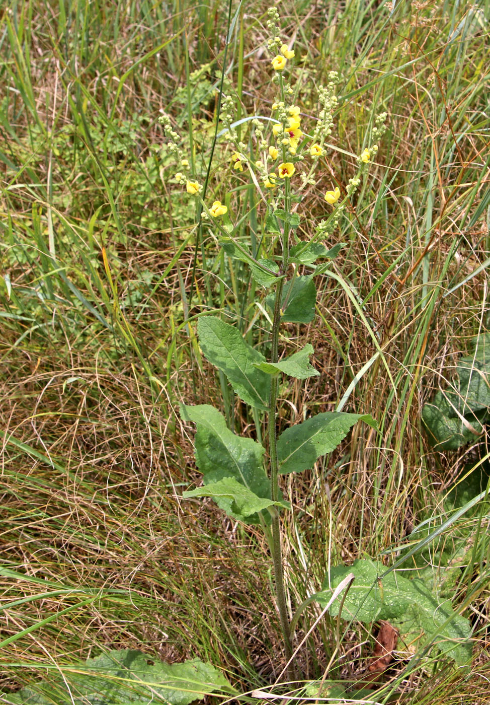 Изображение особи Verbascum marschallianum.